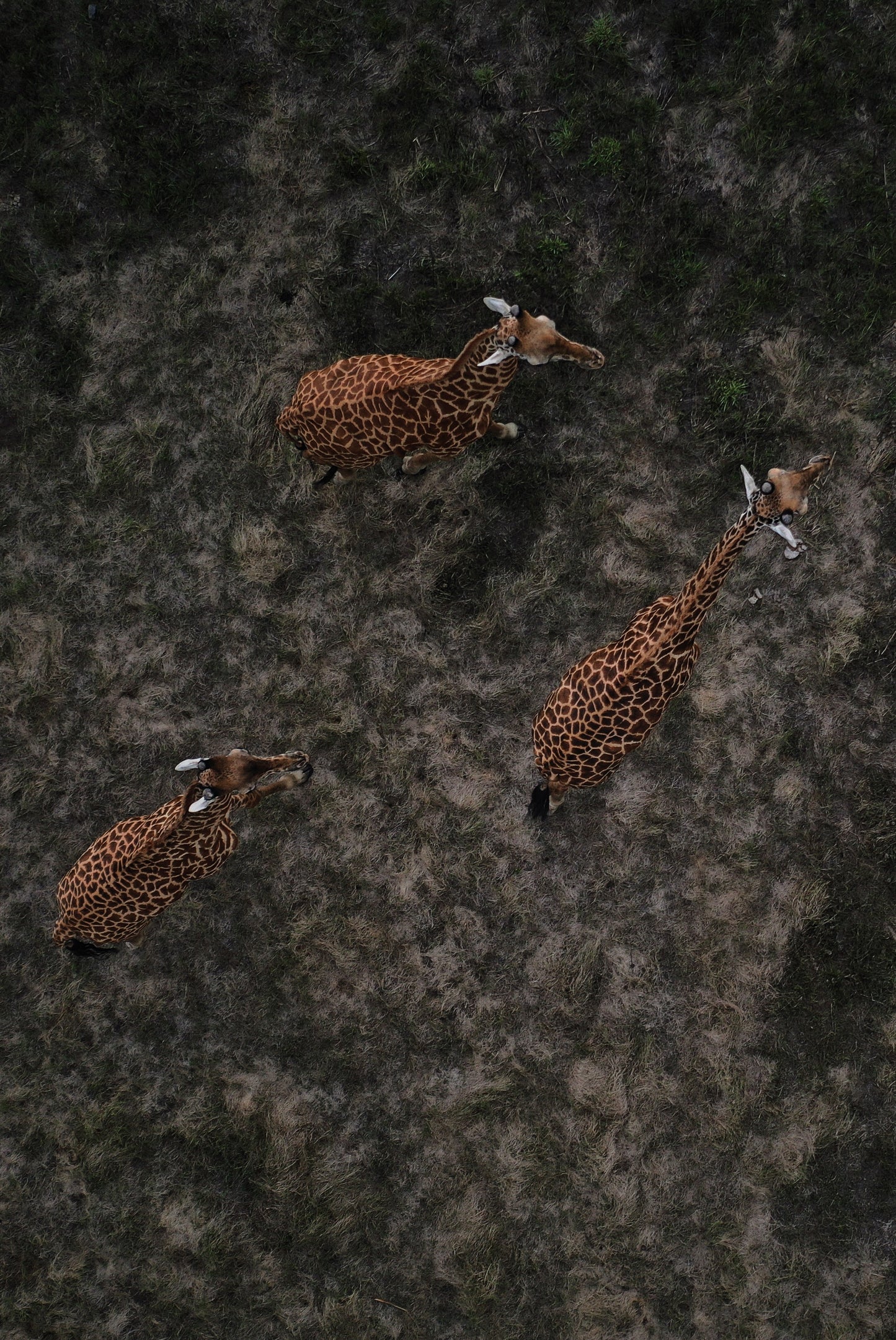 Above the Savanna