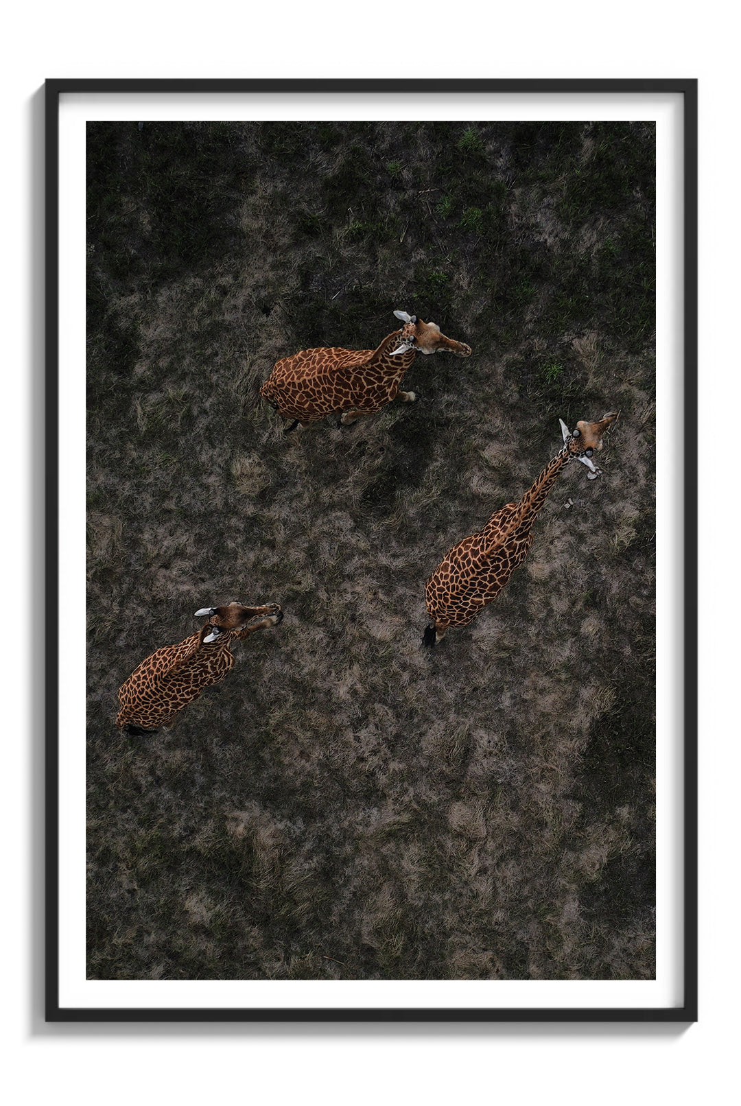 Above the Savanna