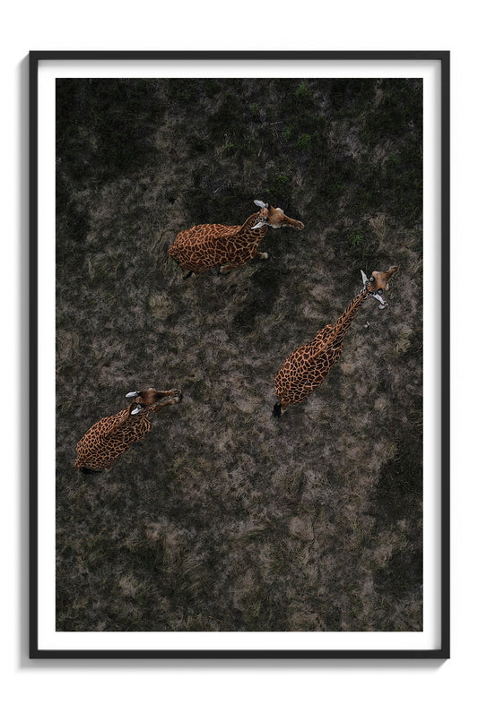 Above the Savanna